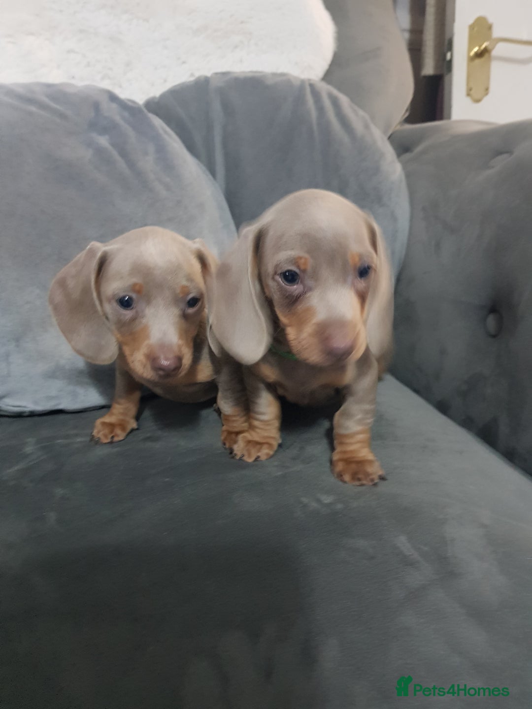 Miniature Dachshund dogs for sale: Miniature dachshund  - Advert 2