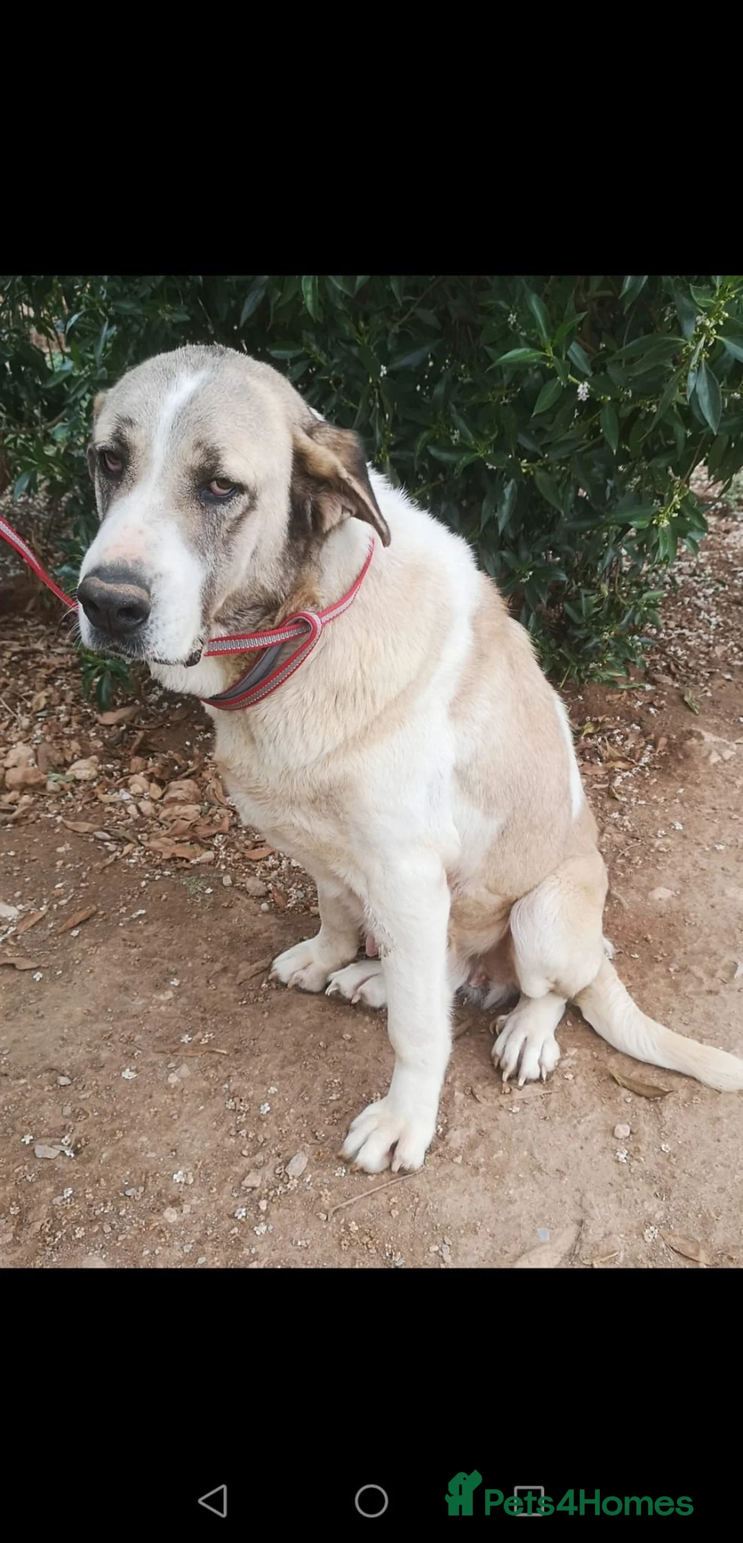 Mixed Breed dogs for adoption: 🚨URGENT🚨 BECKY🩷🐾 in Hengoed - Advert 2