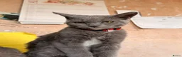 Mixed Breed cats for sale: Selkirk Rex cross in Torquay - Advert 3
