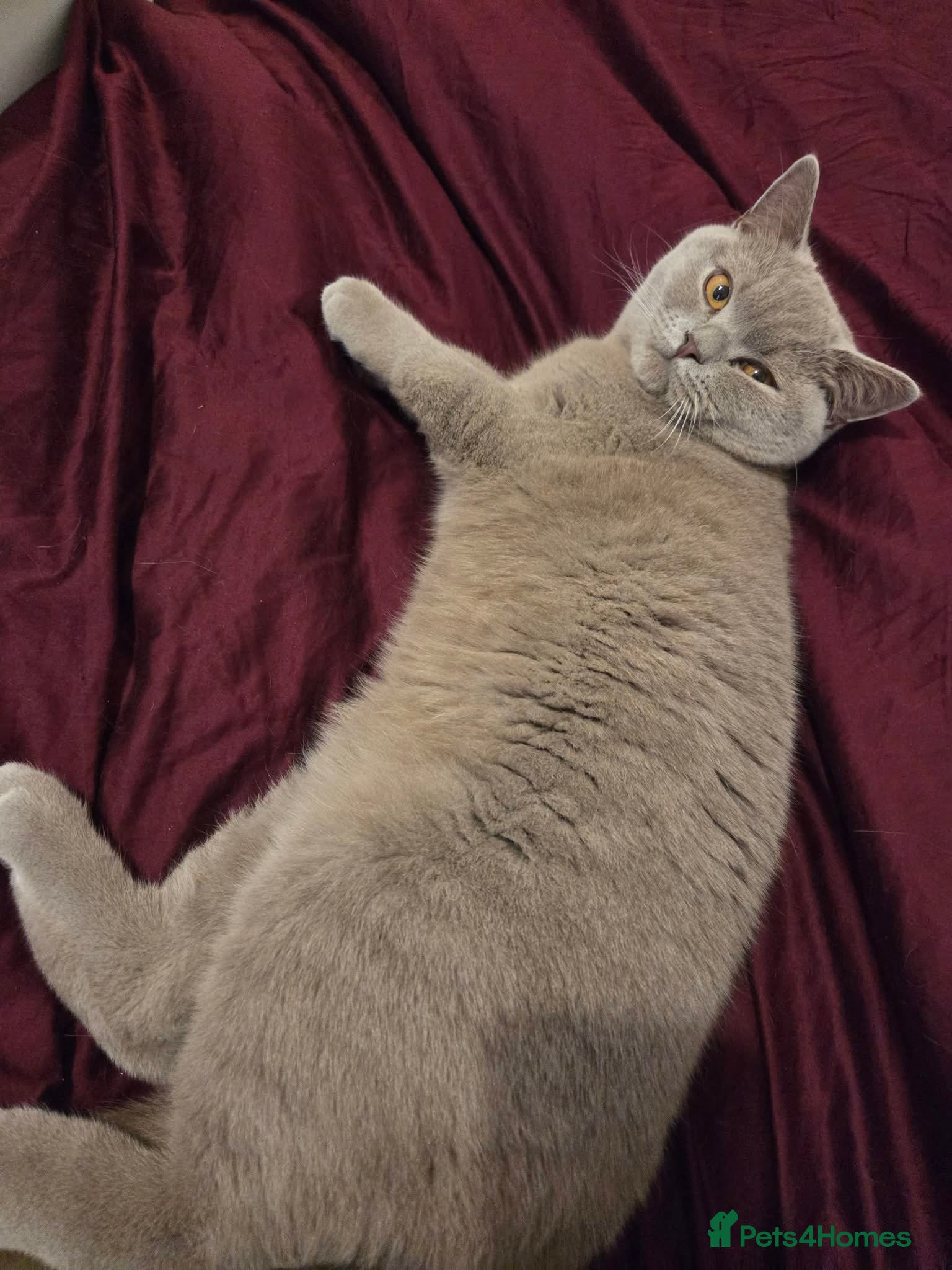 British Shorthair cats British short haired  - Advert 1