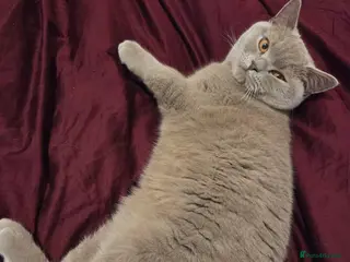 British Shorthair cats British short haired - Advert 2