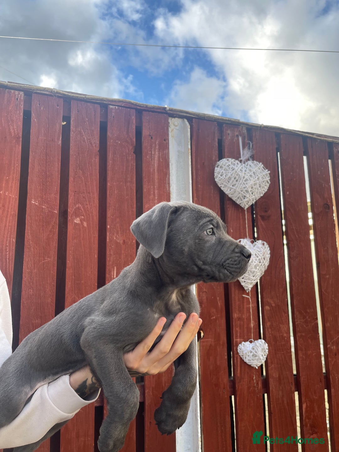 Cane Corso dogs for sale: cane corso pups - Image 12