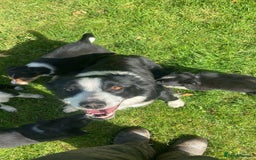 Border Collie dogs for sale: Beautiful litter family reared of collie pups - Image 15
