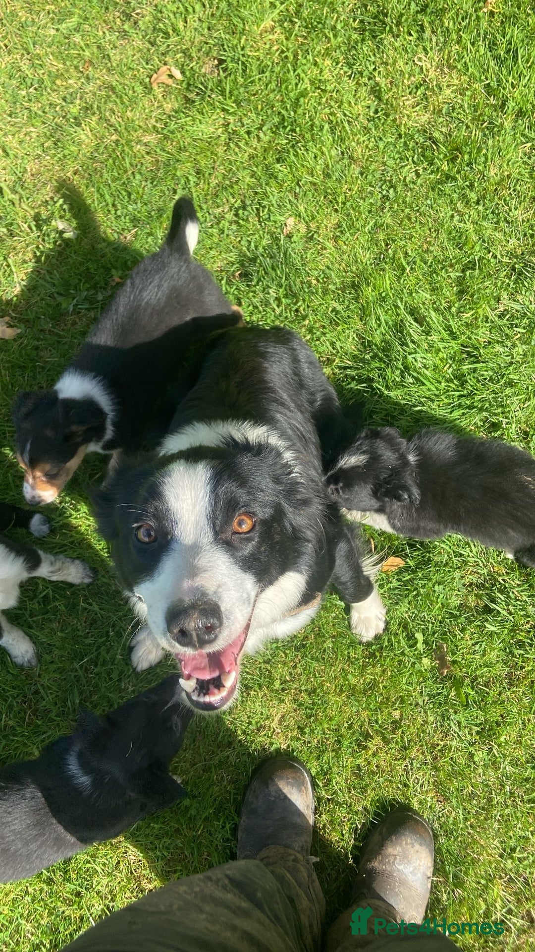 Border Collie dogs for sale: Beautiful litter family reared of collie pups - Image 15