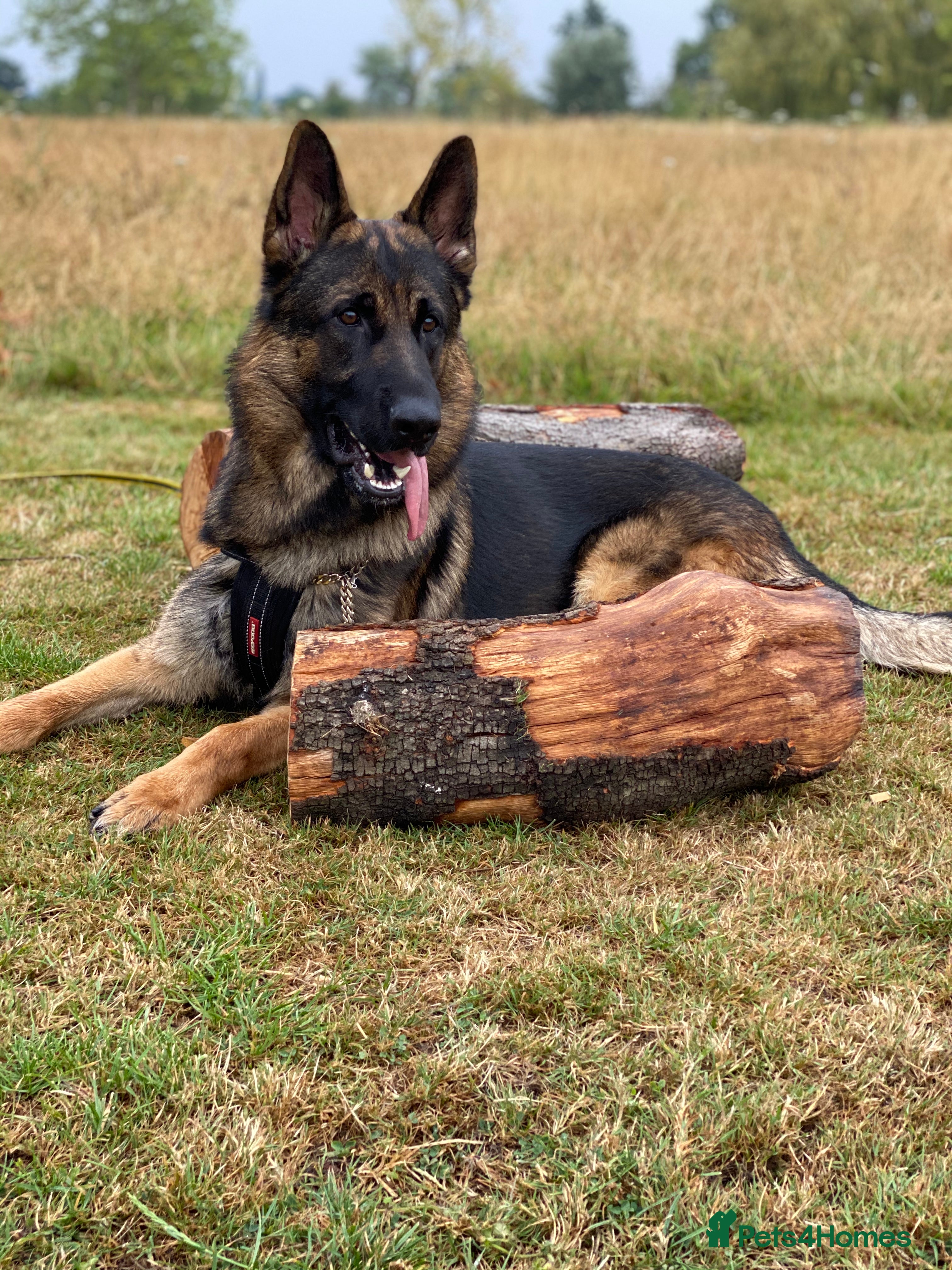 German Shepherd dogs Morgan  in Wembley - Advert 11