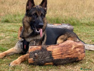 German Shepherd dogs Morgan in Wembley - Advert 12