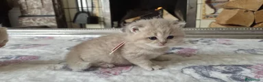 British Shorthair 4