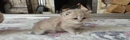 British Shorthair cats for sale: six beautiful British Shorthair  in Halifax - Advert 12