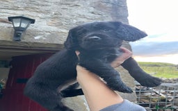 Cocker Spaniel dogs for sale: Working Cocker spaniel puppies for sale - Image 8