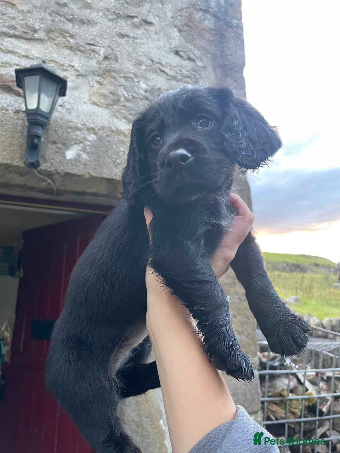 Cocker Spaniel dogs for sale: Working Cocker spaniel puppies for sale - Image 8