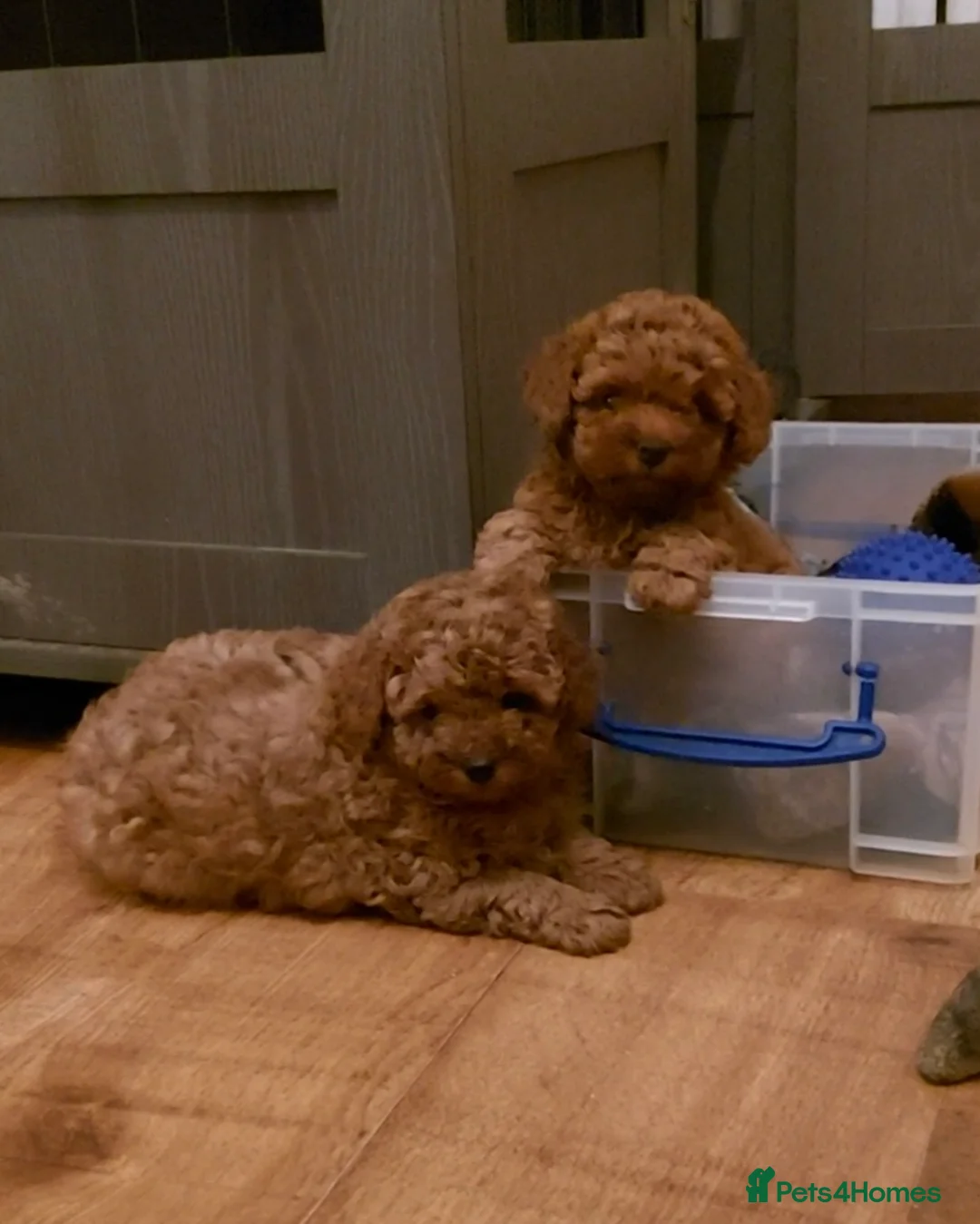 Toy Poodle dogs for stud: *Red Toy Stud Dog, KC Reg'd & DNA Tested Clear* in Leyland - Advert 5