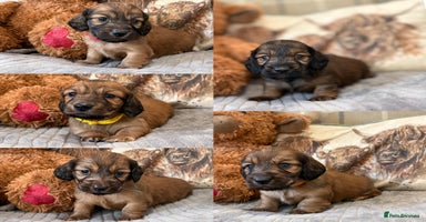 Miniature Dachshund dogs KC LONG HAIRED MINIATURE DACHSHUNDS🤍 - Advert 2