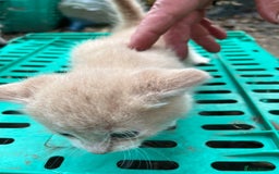 Mixed Breed cats for sale: Mixed breed Kitten’s  - Image 15