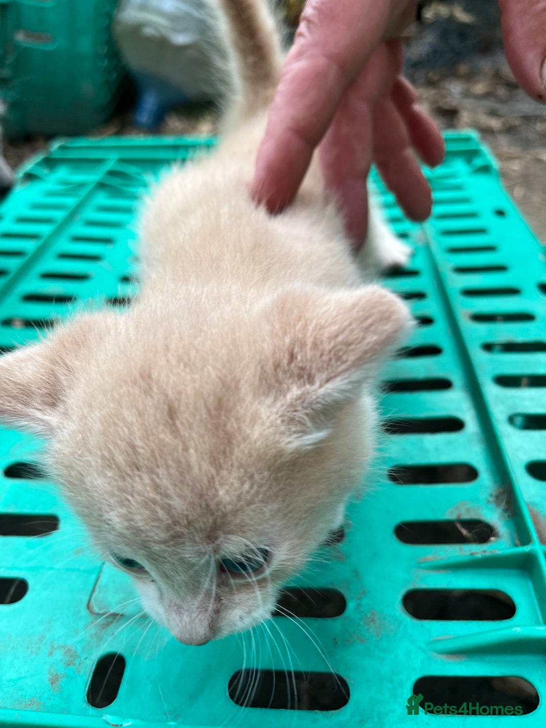 Mixed Breed cats for sale: Mixed breed Kitten’s  - Image 15