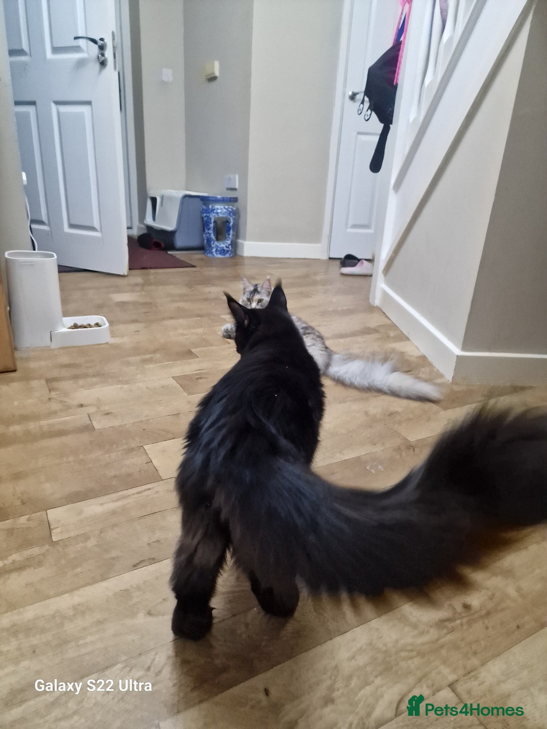 Maine Coon cats for sale: Pure maine coon - Image 8