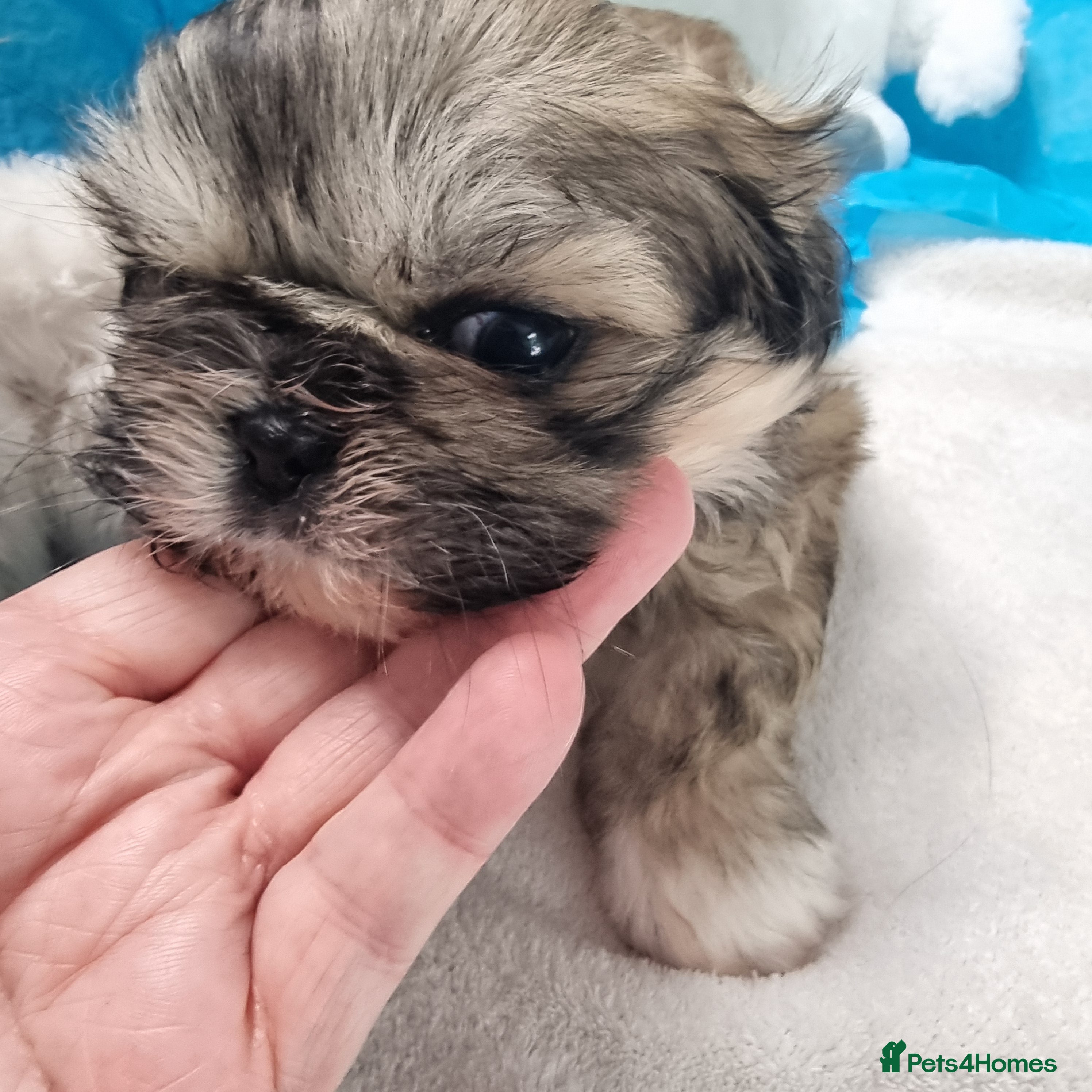 Shih Tzu dogs READY TO LEAVE NOW Kc small imperial baby boy  - Advert 16