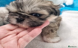 Shih Tzu dogs for sale: Kc stunning small imperial baby boy/girl - Image 10