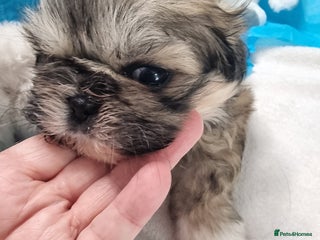 Shih Tzu dogs - Advert 7