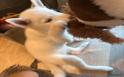 Siberian Husky dogs for sale: Siberian husky  - Image 6