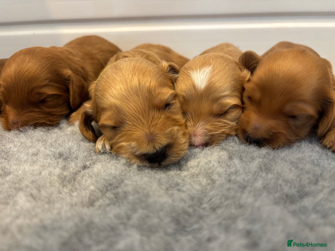 Cockapoo dogs for sale: 🐶Stunning F1 Cockapoos🐾health tested patents 🧬  - Image 3