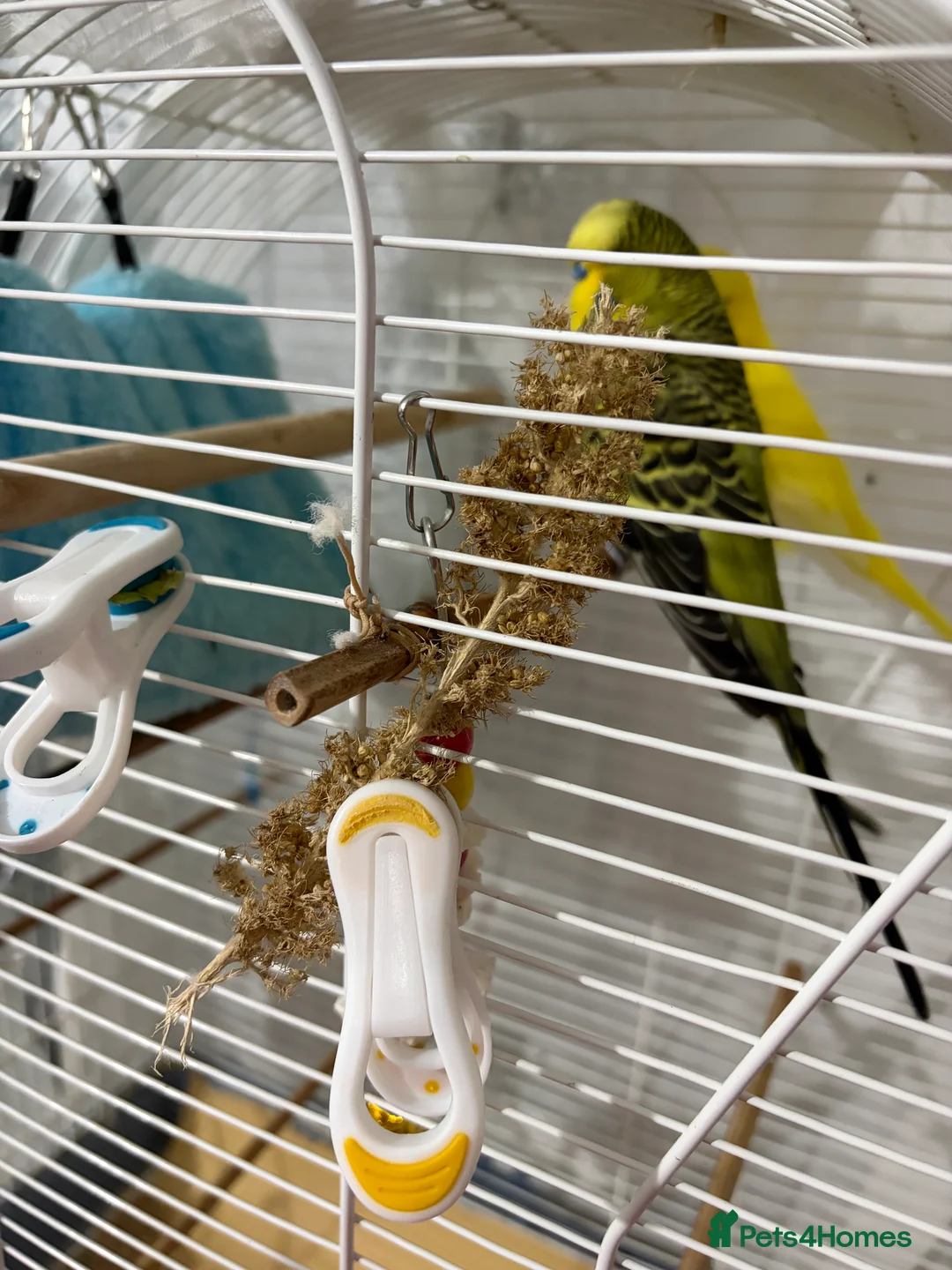 Budgerigars birds for sale: Pair of Budgie - Advert 3