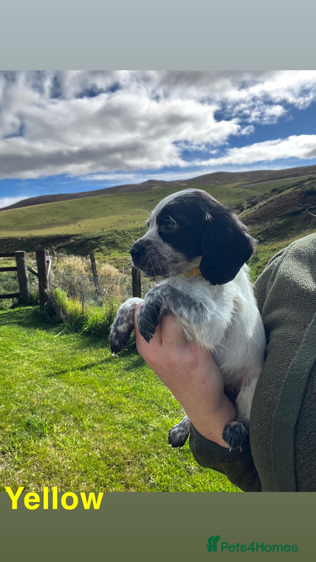 Cocker Spaniel dogs for sale: Cocker Spaniel Puppies  - Image 5