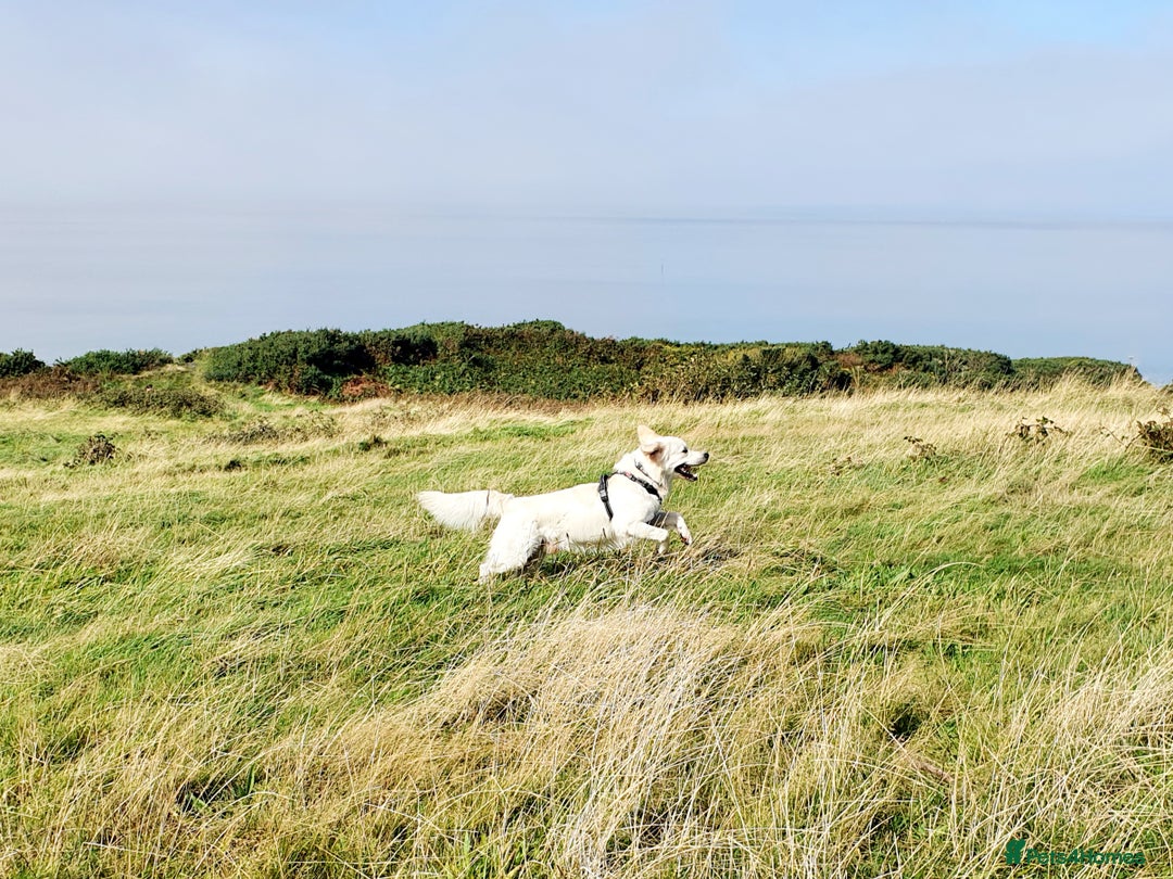 Golden Retriever dogs for stud: Stunning cream Golden Retriever for STUD in Lancaster - Advert 11
