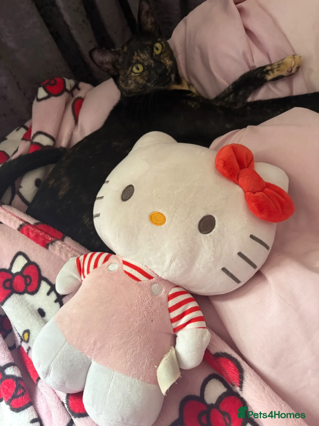 Mixed Breed cats for sale: Gorgeous kittens - Advert 8