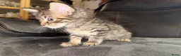 Maine Coon cats for sale: Stunning Maine Coon X Kittens Needing New Homes! - Advert 6