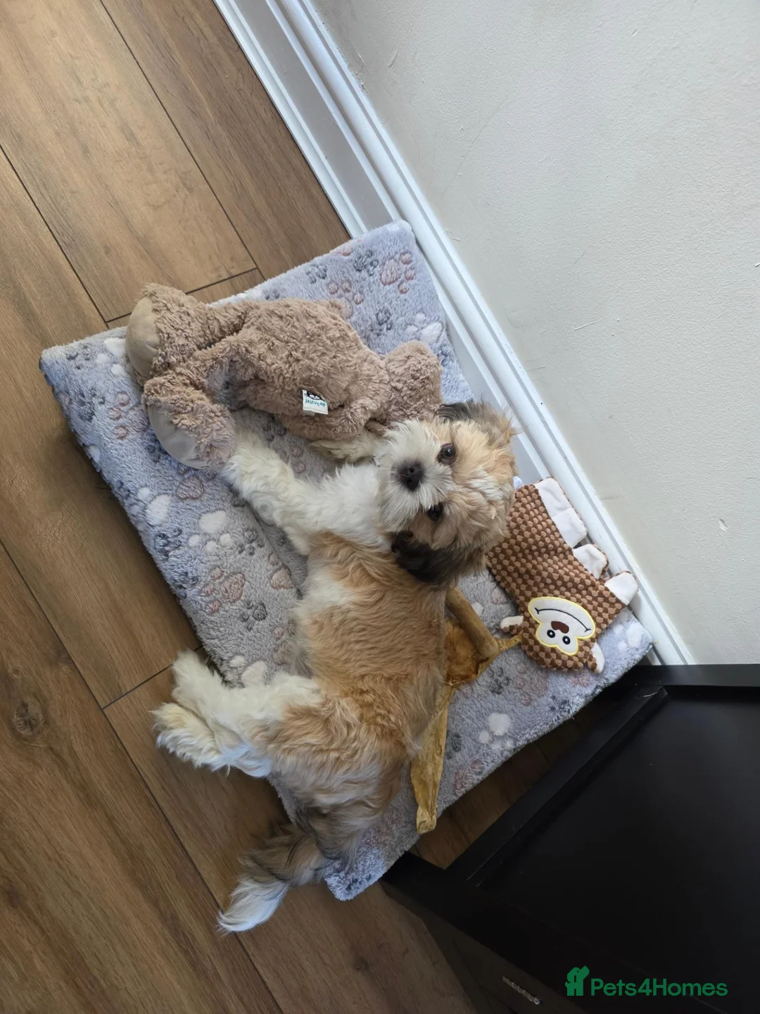 Shih Tzu dogs for sale: 17 week old shih tzu  - Advert 7