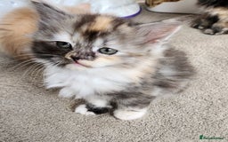 Ragdoll cats for sale: Beautiful Ragdoll Kittens  - Image 19