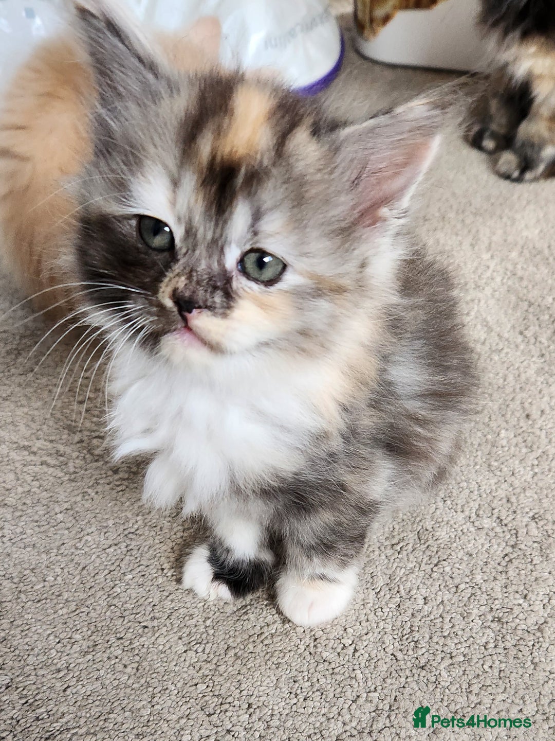 Ragdoll cats for sale: Beautiful Ragdoll Kittens  - Image 19