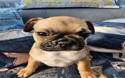 Frug dogs for sale: Frug puppies - Image 8