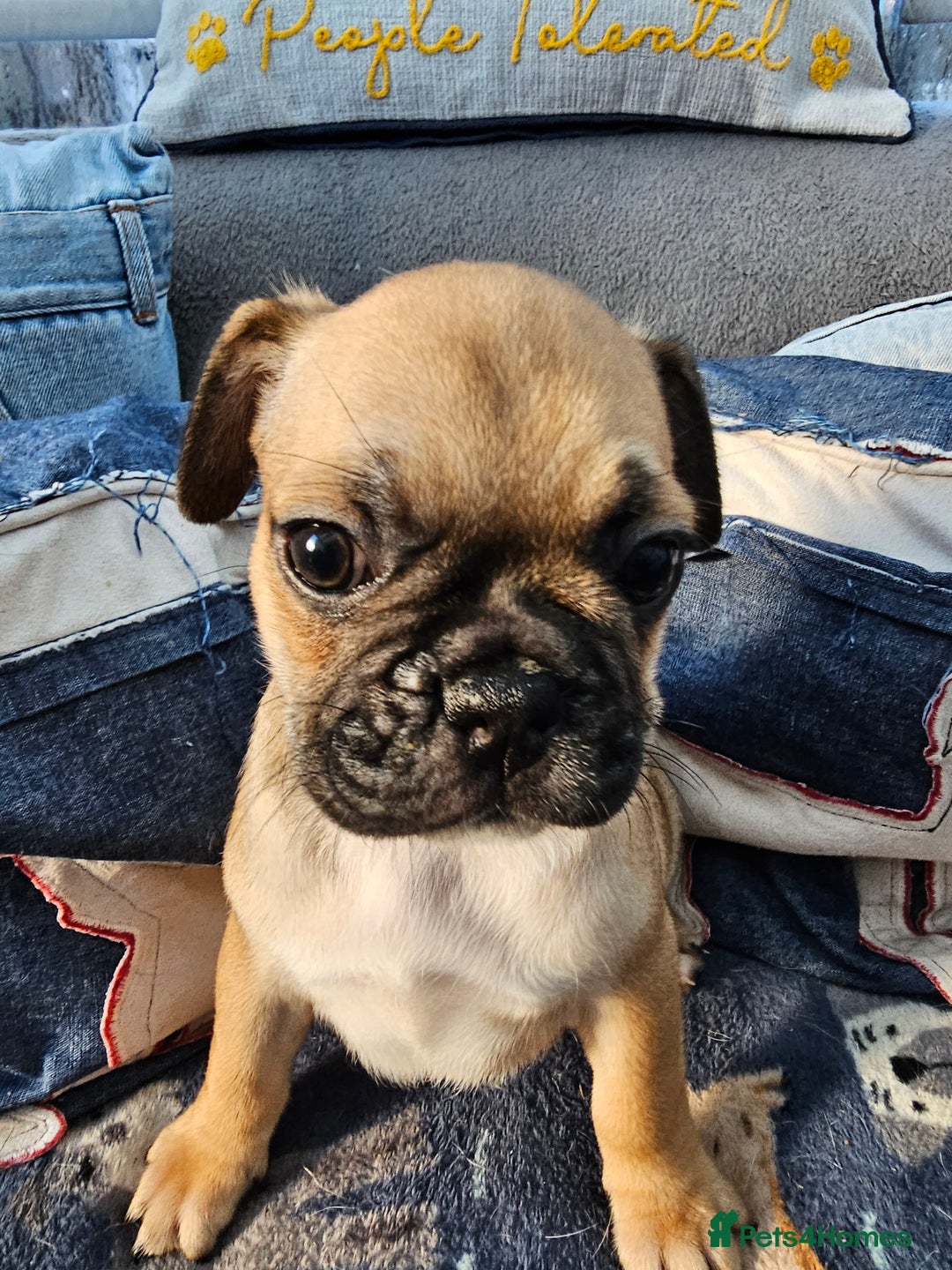 Frug dogs for sale: Frug puppies - Image 8