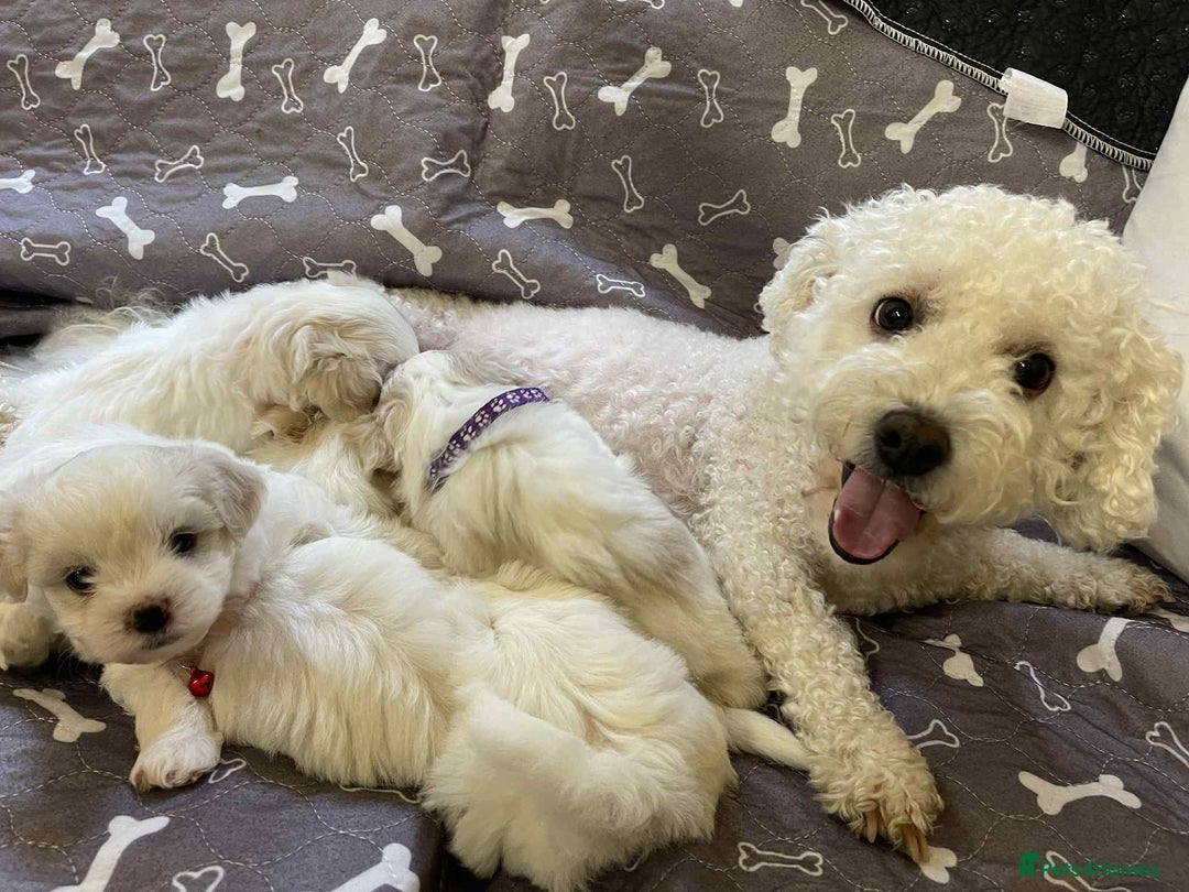 Bichon Frise dogs for sale: Bichon Frise  - Image 14