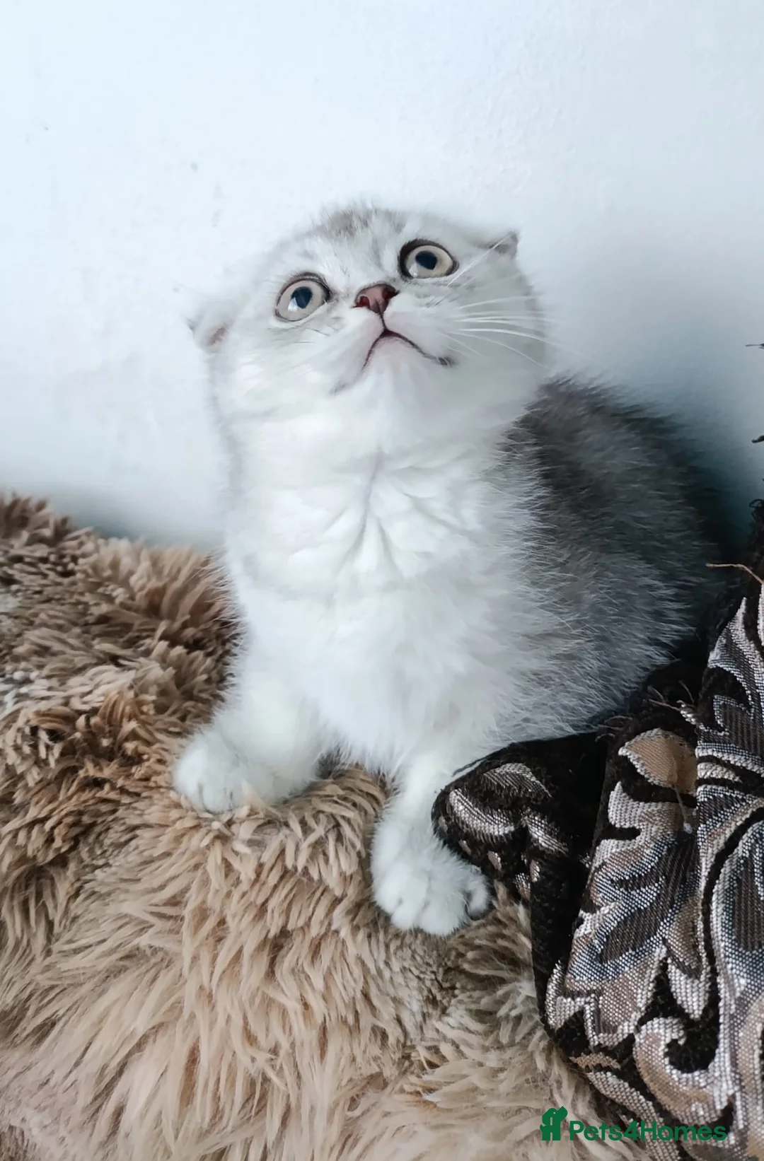 British Shorthair cats for sale: Lapcat girl fold  in Hinckley - Advert 2
