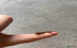Gecko reptiles for sale: Mourning geckos (+ FREE PLANT CUTTING)   - Image 4