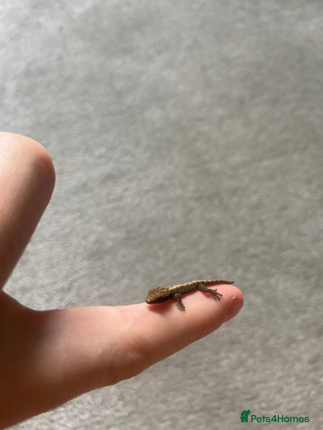 Gecko reptiles for sale: Mourning geckos (+ FREE PLANT CUTTING)   - Image 4