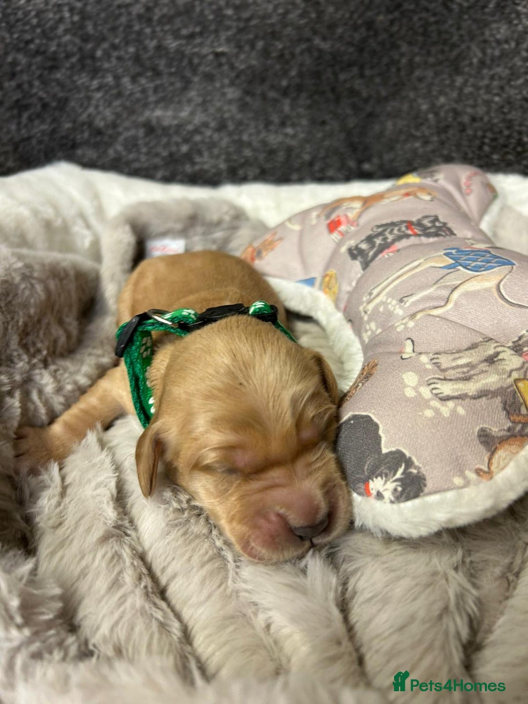 Mini Goldendoodle dogs for sale: Beautiful F1 Miniature Goldendoodle Puppies  - Advert 16