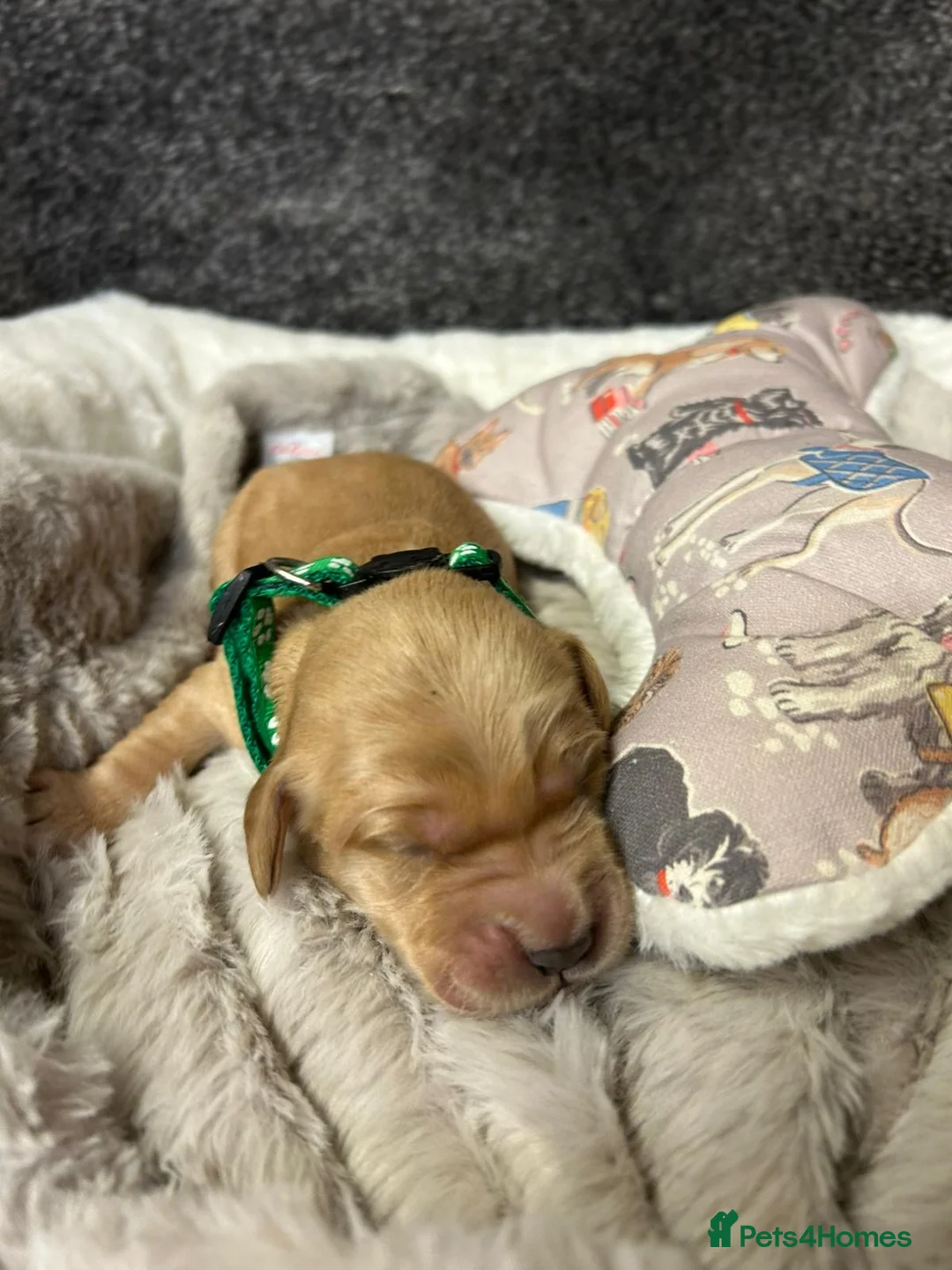 Mini Goldendoodle dogs for sale: Beautiful F1 Miniature Goldendoodle Puppies  - Advert 21