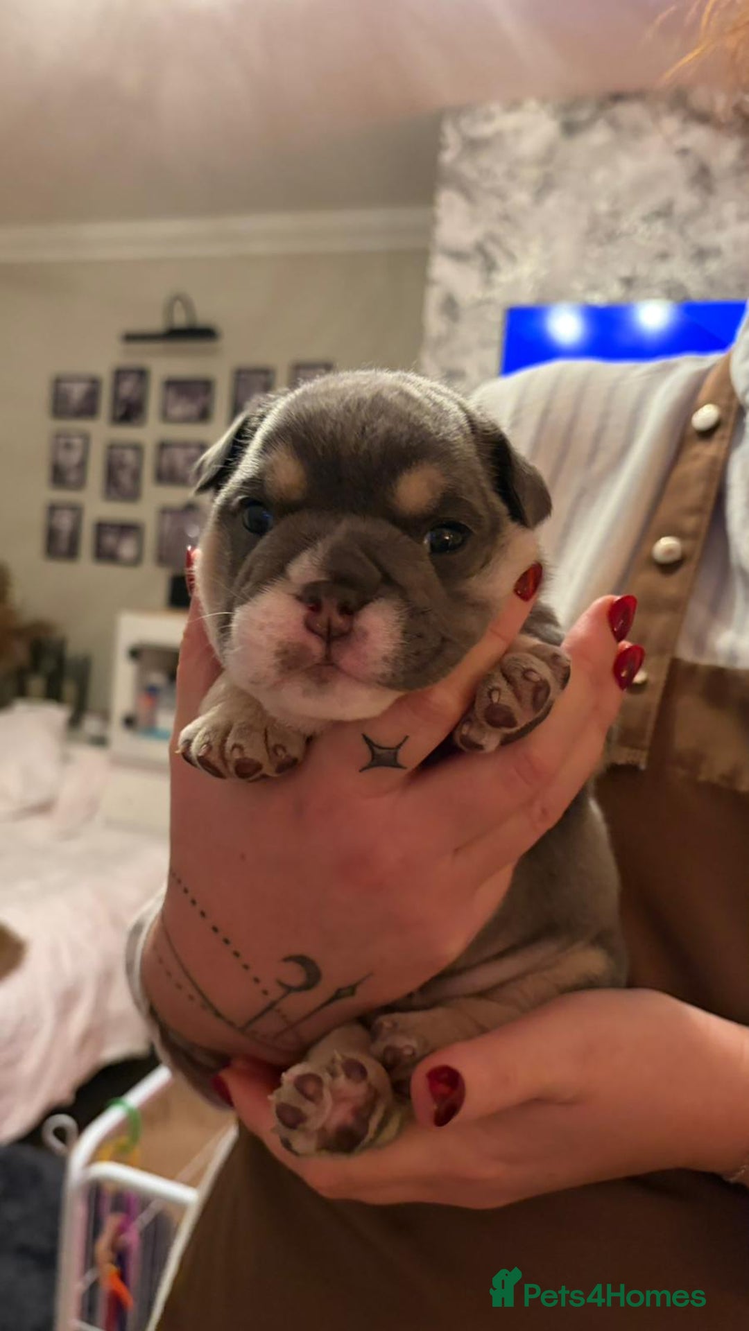 English Bulldog dogs for sale: Kc reg english bulldog puppy female  - Advert 6