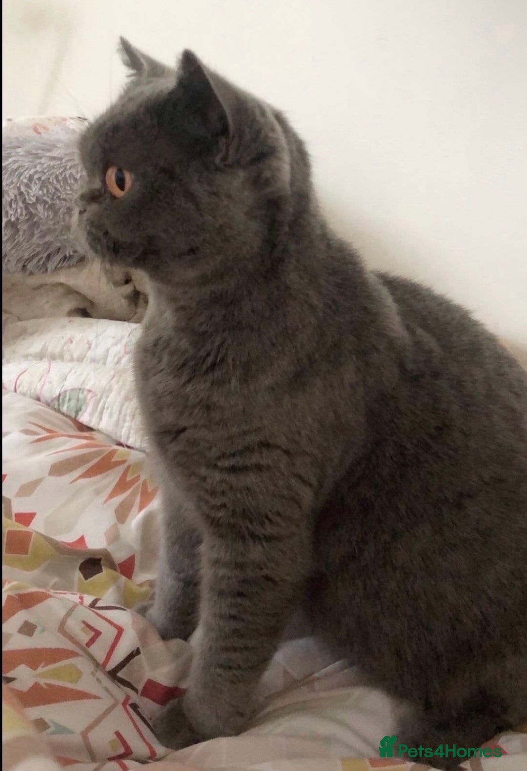 British Shorthair cats for sale: British Shorthair Kitten - Advert 14