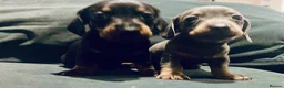 Dachshund dogs for sale: Last 2 puppies available  - Advert 5