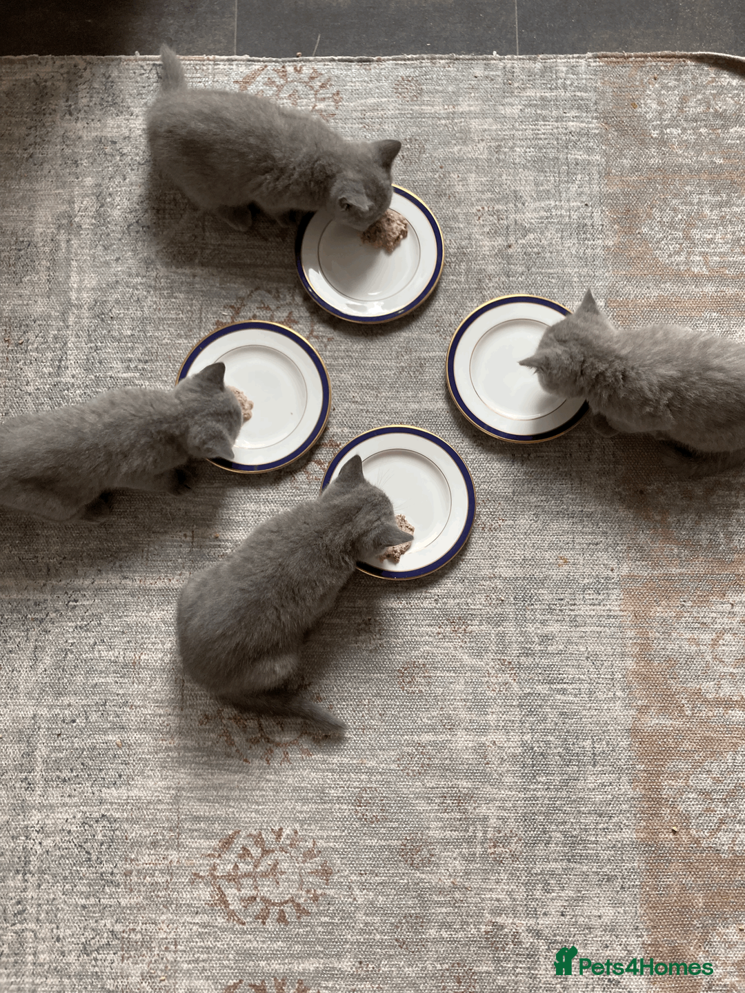 British Shorthair cats for sale: Beautiful BSH Kittens/Blue/Lilac/GCCF parents - Advert 2