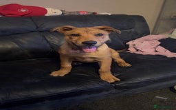 Mixed Breed dogs for sale: rottweiler cross belgian shepherd - Image 3