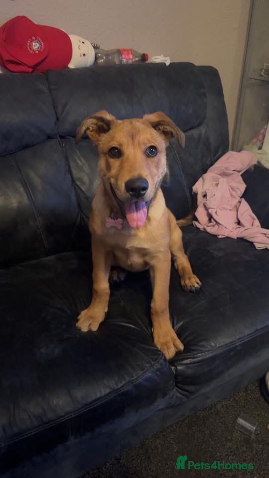 Mixed Breed dogs for sale: rottweiler cross belgian shepherd - Image 3