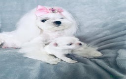 Maltese dogs for sale: 🩷Korean baby girl 🩷 - Image 5