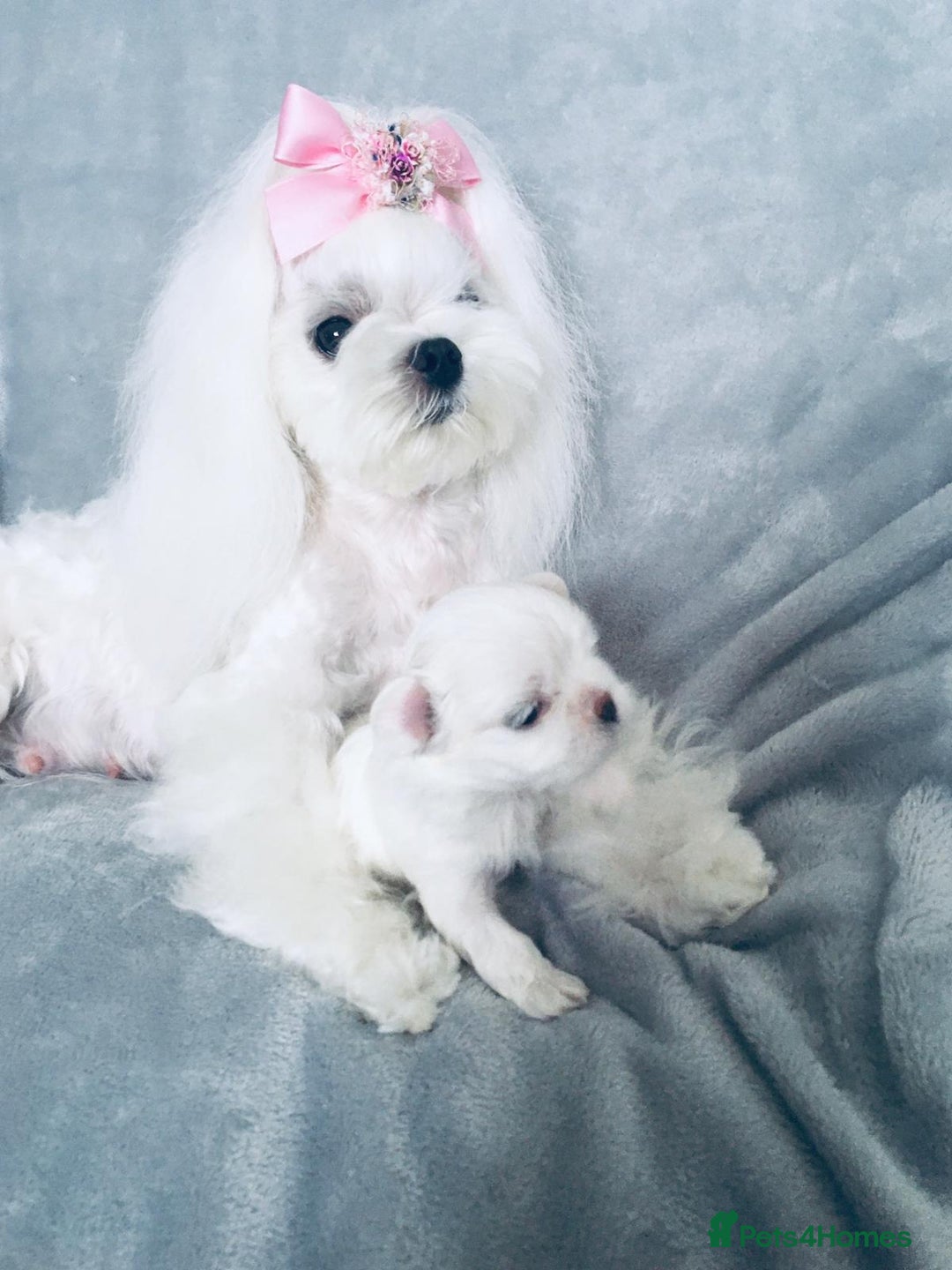 Maltese dogs for sale: 🩷Korean baby girl 🩷 - Image 5