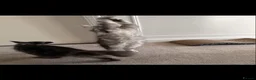 Maine Coon cats for sale: Tica registered Maine coons  - Advert 10
