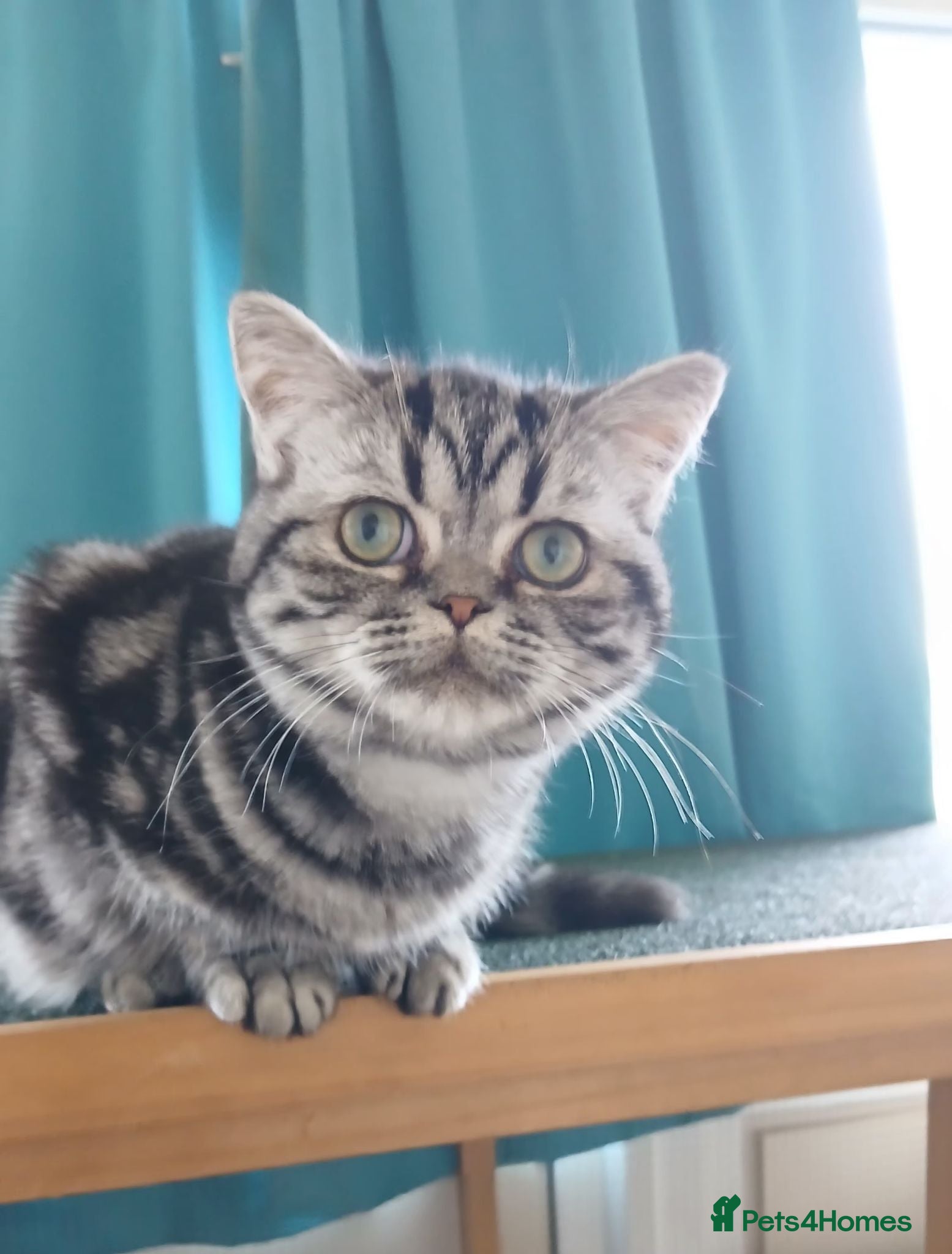 British Shorthair cats Bsh. Silver Classic Tabby . - Advert 18